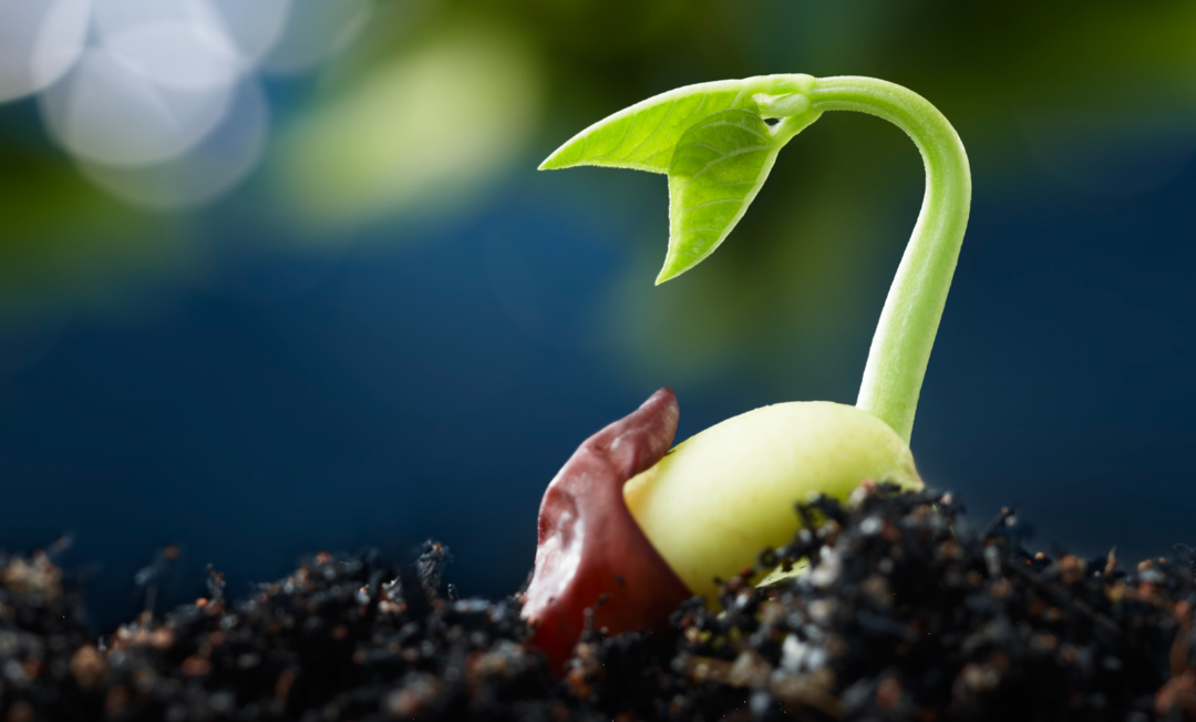 The Seeds of My Faith